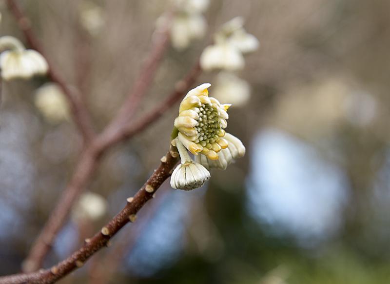 Edgeworthia chrysantha, paperbush, flowers from February to April.